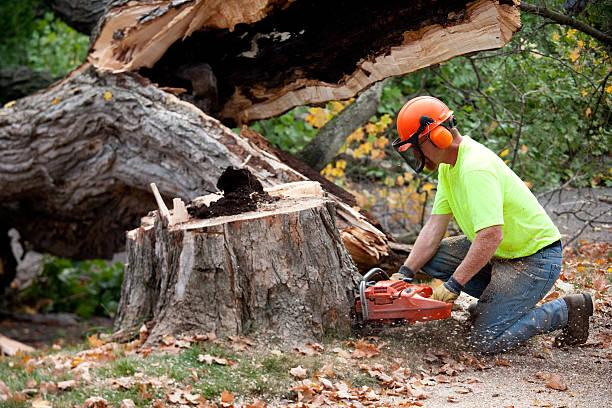 Best Tree Cutting Near Me  in White Castle, LA